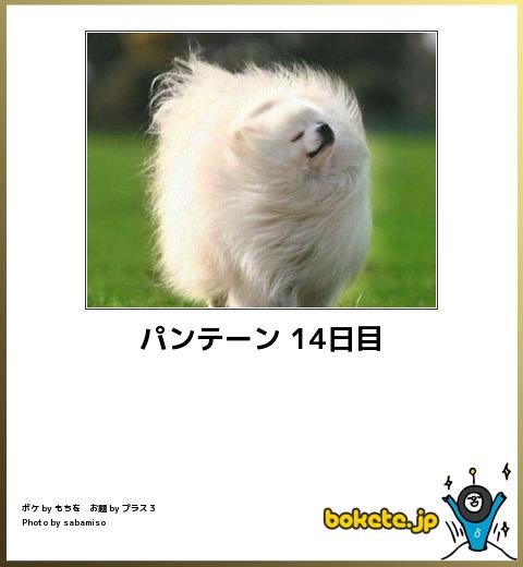 動物のボケて貼って下さい