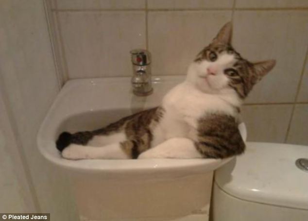 【画像】はまりまくる動物たち