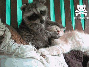 【画像】アライグマの画像が集まるトピ