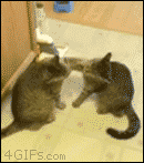 世界一ゆるい猫のケンカ、ペタペタパンチが可愛すぎるw