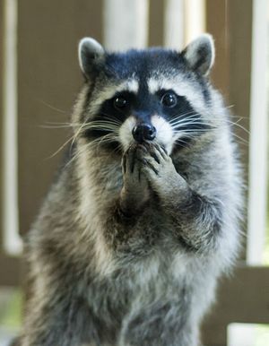 【画像】アライグマの画像が集まるトピ