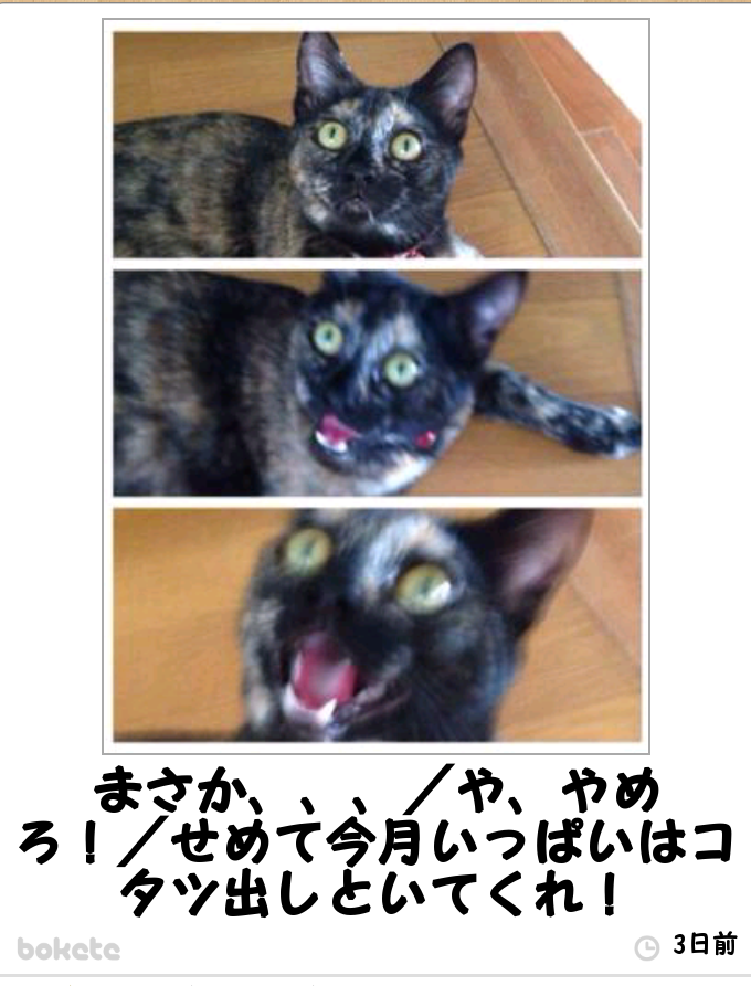 動物のボケて貼って下さい