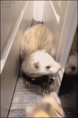 【画像】はまりまくる動物たち