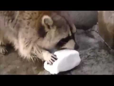 わたあめを洗ってしまったアライグマが切ない - YouTube