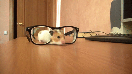 【画像】はまりまくる動物たち