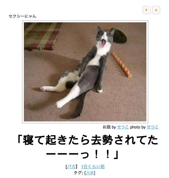 動物のボケて貼って下さい
