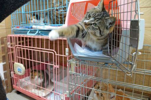 【犬】里親を検討している人【猫】