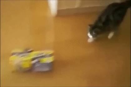 【画像】はまりまくる動物たち