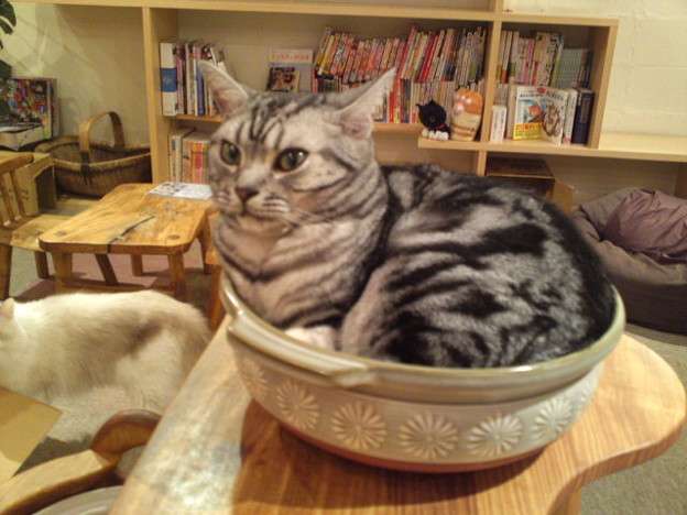 【画像】はまりまくる動物たち