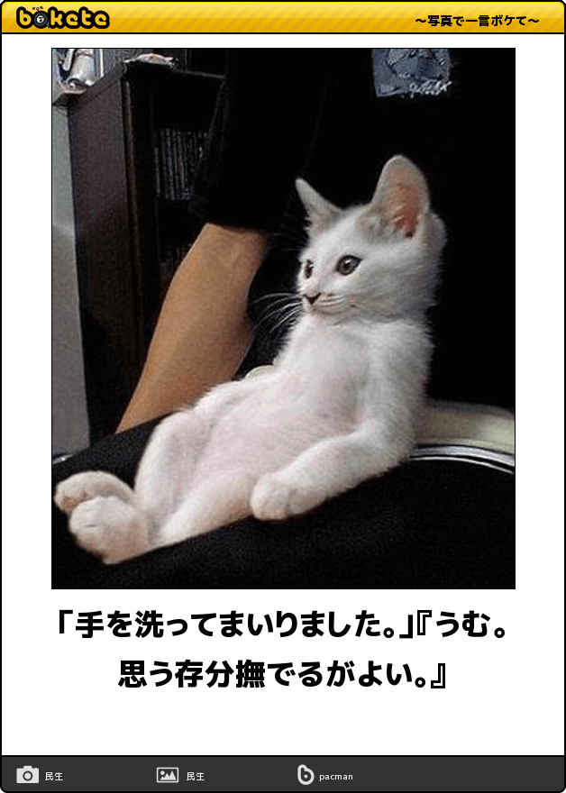 動物のボケて貼って下さい