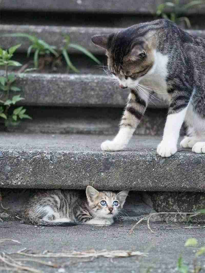 不安そうな動物の顔を貼るトピ