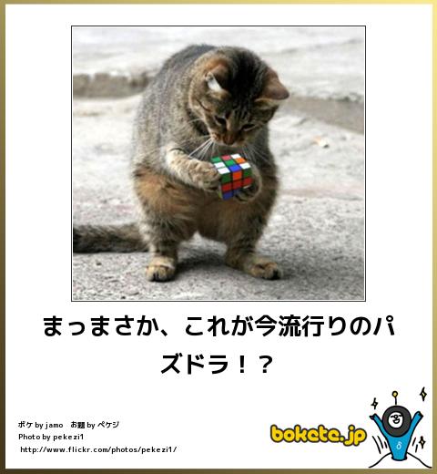 動物のボケて貼って下さい
