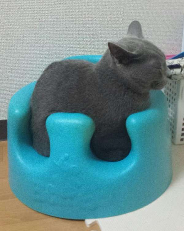 【画像】はまりまくる動物たち