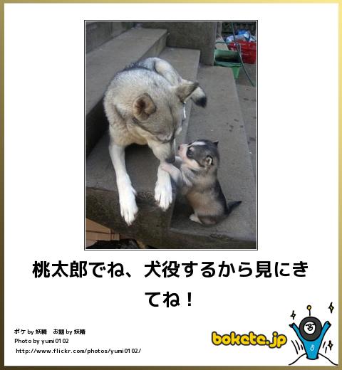 動物のボケて貼って下さい