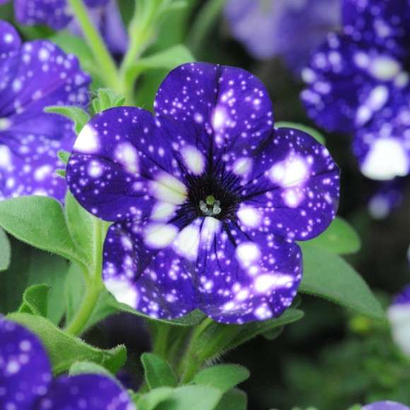 観葉植物やお花に癒されてる人