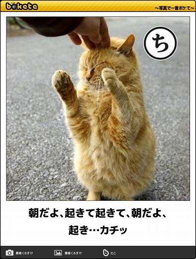動物のボケて貼って下さい