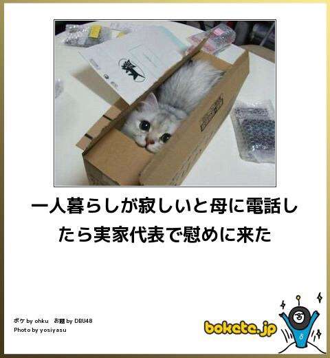 動物のボケて貼って下さい