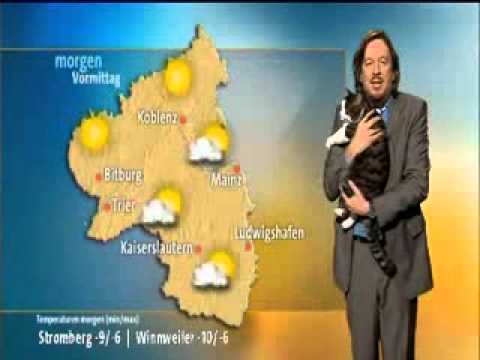 天気予報中に猫が乱入するハプニング - YouTube