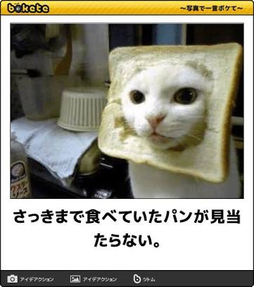 動物のボケて貼って下さい
