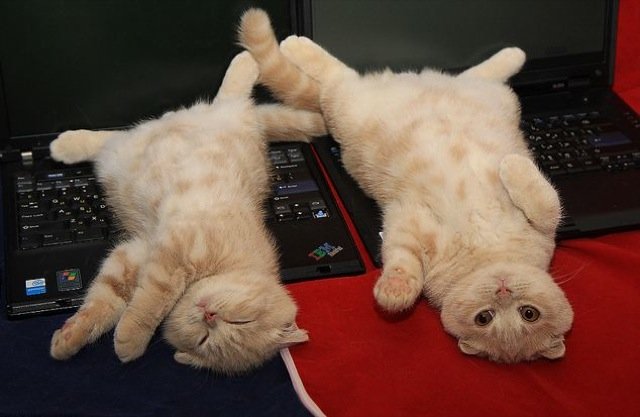 ガルちゃん猫カフェ5号店オープンしました