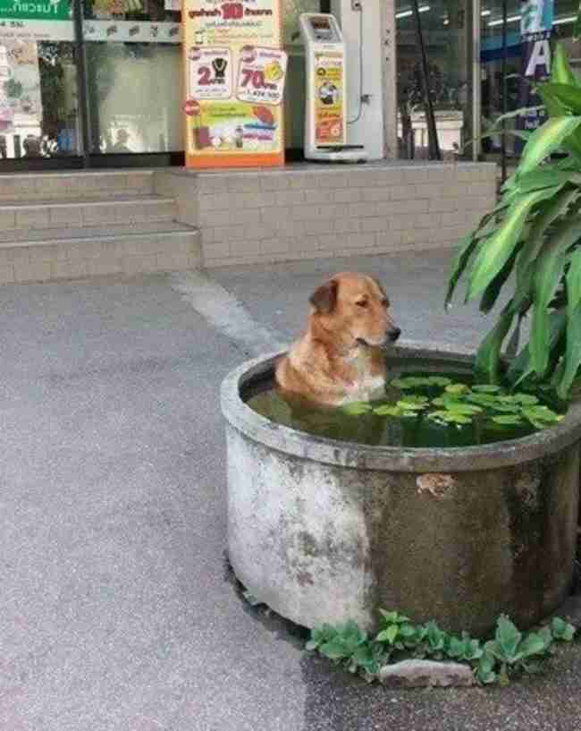 【画像】はまりまくる動物たち