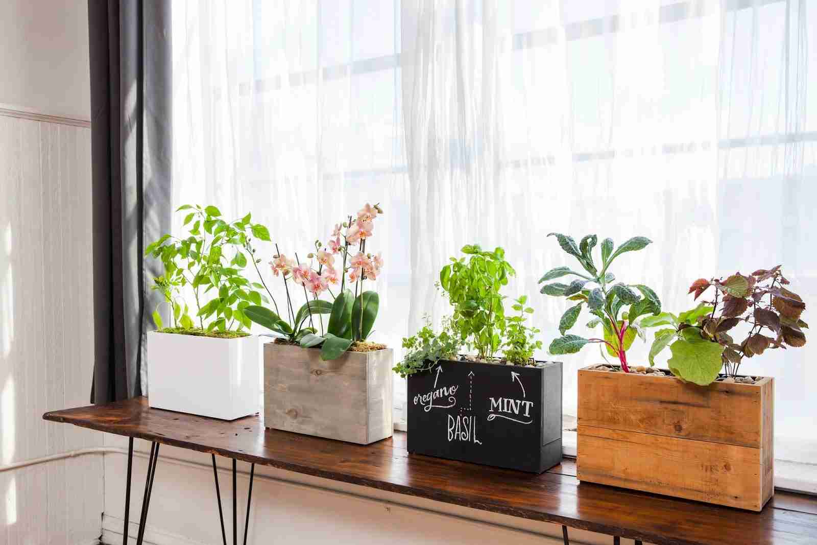 観葉植物やお花に癒されてる人