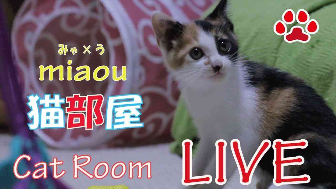 猫部屋 ライブ映像  Cats ＆ Kittens room - YouTube