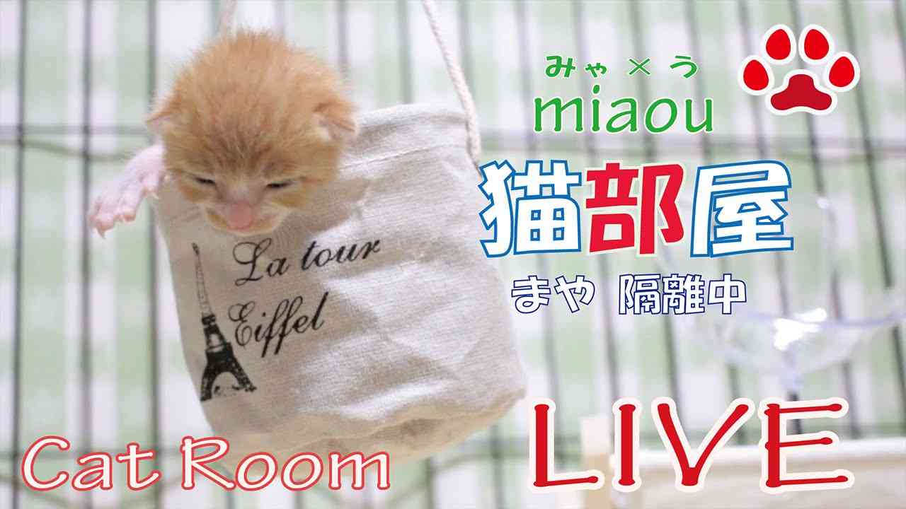 猫部屋タワー　Cat Tower - YouTube