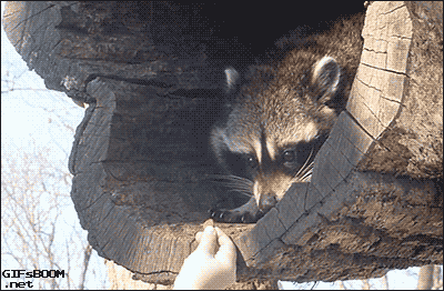 【画像】アライグマの画像が集まるトピ