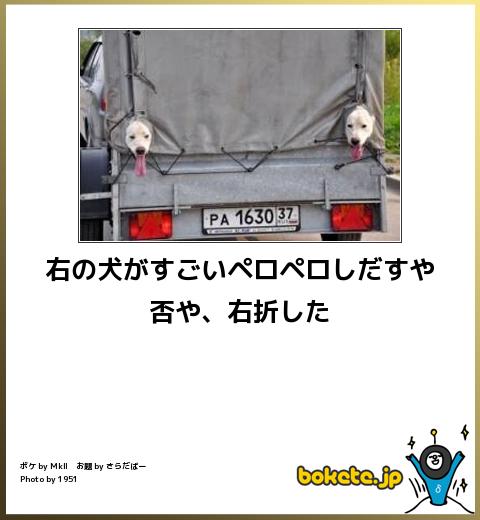 動物のボケて貼って下さい