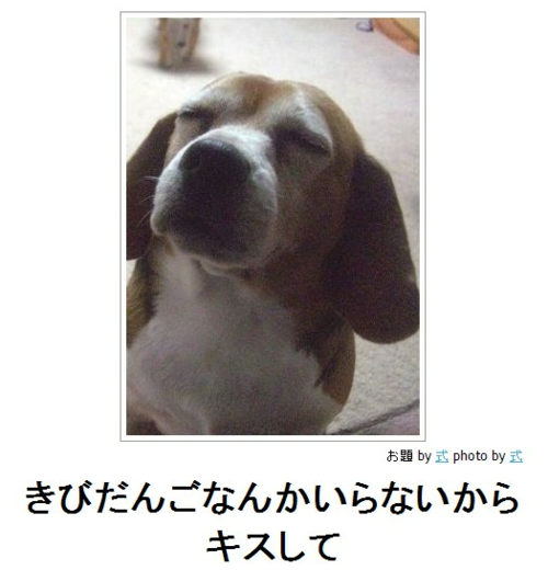 動物のボケて貼って下さい