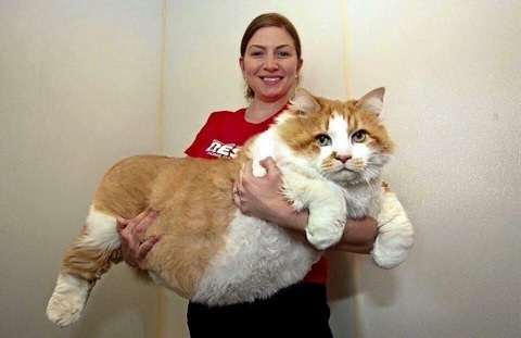 おデブで可愛らしい動物画像