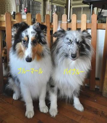 【画像】めずらしい色・模様の動物画像を集めましょう
