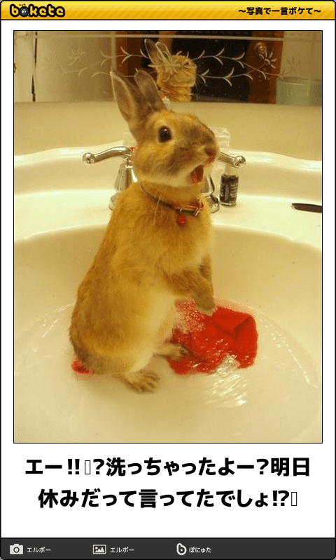 動物のボケて貼って下さい