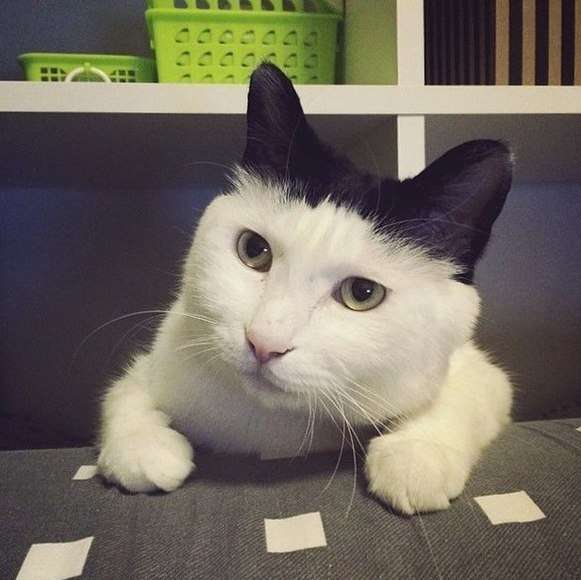 【画像】めずらしい色・模様の動物画像を集めましょう