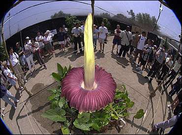 【画像】面白い見た目の植物【ブツブツ禁止】
