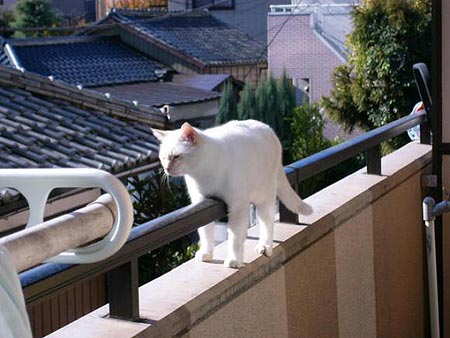 【画像】はまりまくる動物たち