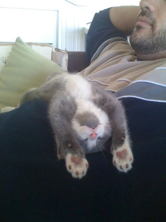 猫の可愛い画像下さい