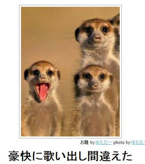 動物のボケて貼って下さい