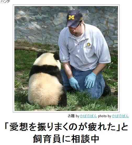 動物のボケて貼って下さい