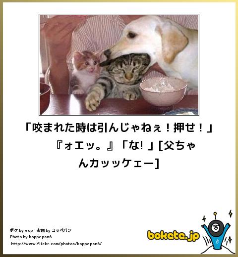 動物のボケて貼って下さい