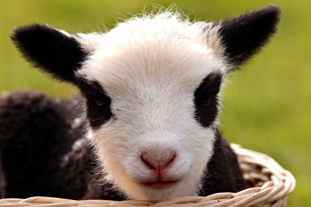 【画像】めずらしい色・模様の動物画像を集めましょう
