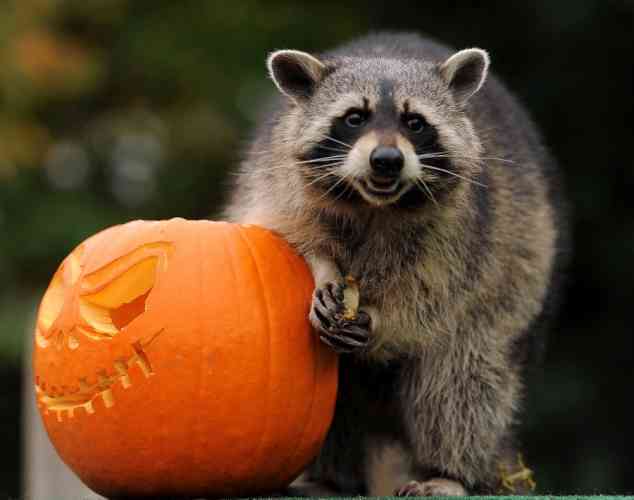 【画像】アライグマの画像が集まるトピ