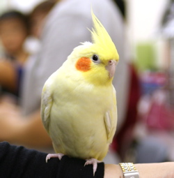 ペットにしたいのは？