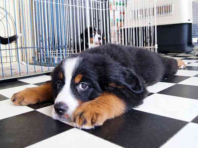 1番好きな犬の種類教えて