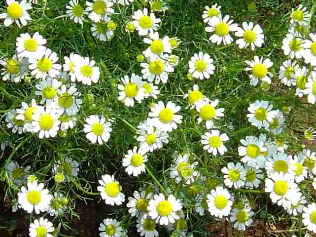 観葉植物やお花に癒されてる人