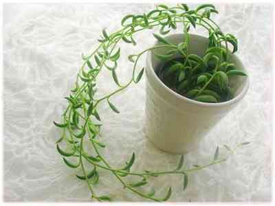 観葉植物やお花に癒されてる人