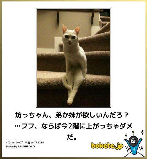 動物のボケて貼って下さい