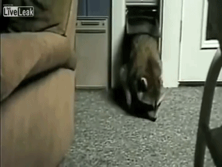 【画像】アライグマの画像が集まるトピ