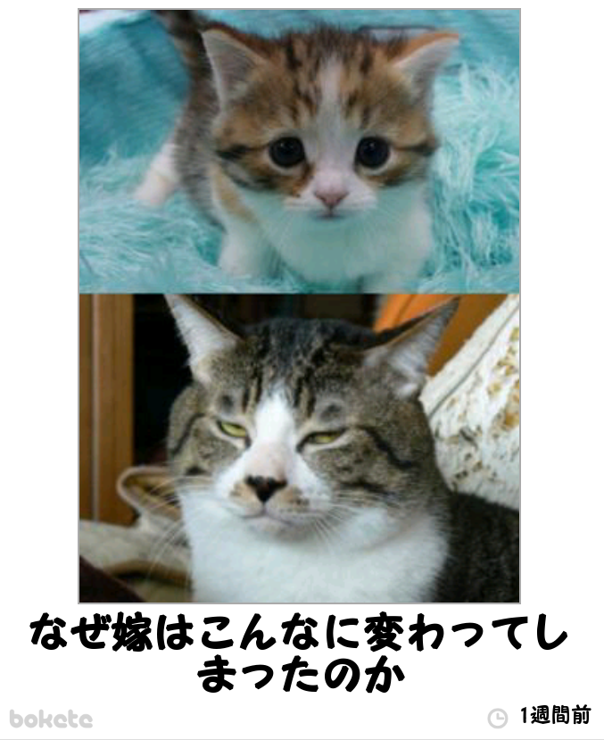 動物のボケて貼って下さい